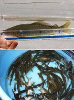 ファイル 20-3.jpg